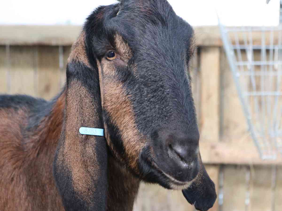 Tapnell Farm Park picture gallery